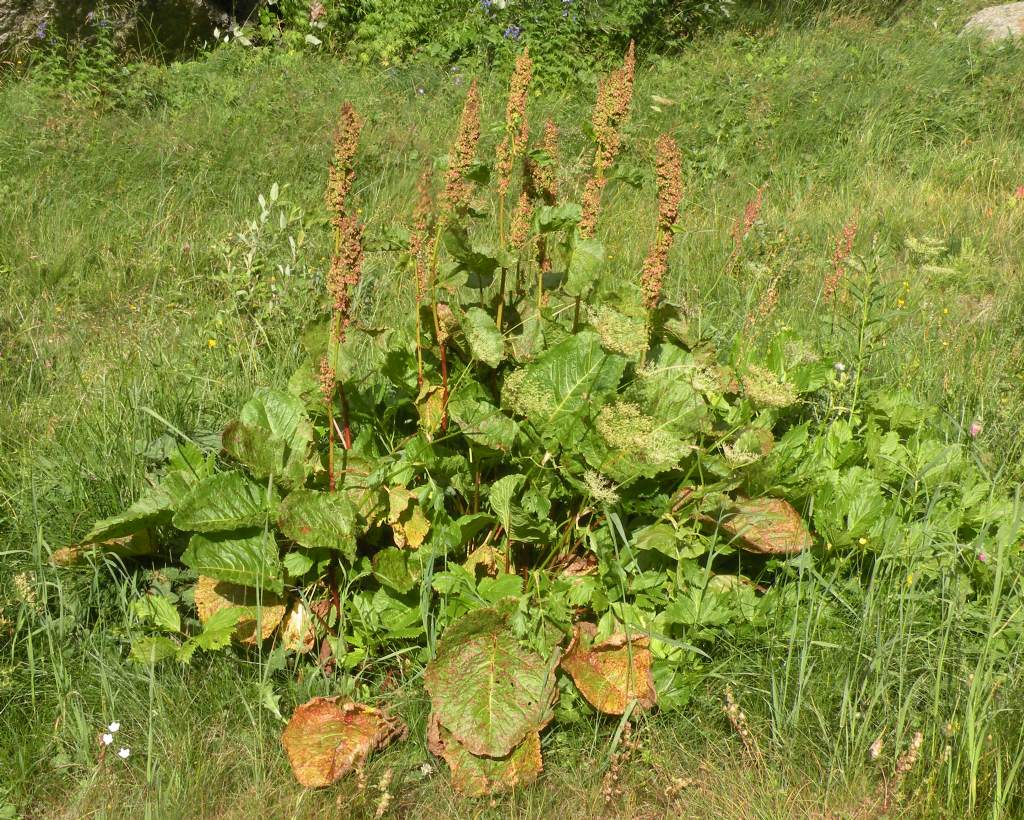 Gran Paradiso - Rumex scutatus e alpinus